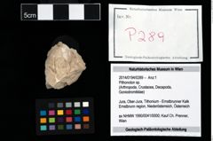 Foto (Objekt + Etikett) von Pithonoton sp.  (NHMW-GEO-2014-0194-0289)